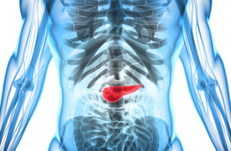 Human Body and pancreas - Calculus Capital